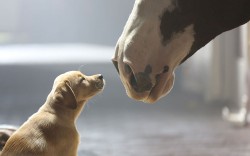 phototoartguy:  A frame from ‘Puppy Love’, an advert for Heineken that will be shown at SuperBowl 2014, it is a sequel to last year’s ‘Brotherhood’ Picture: AP Photo/Anheuser-Busch 