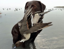 Gentleman Bobwhite