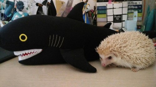 Sidlink Irl