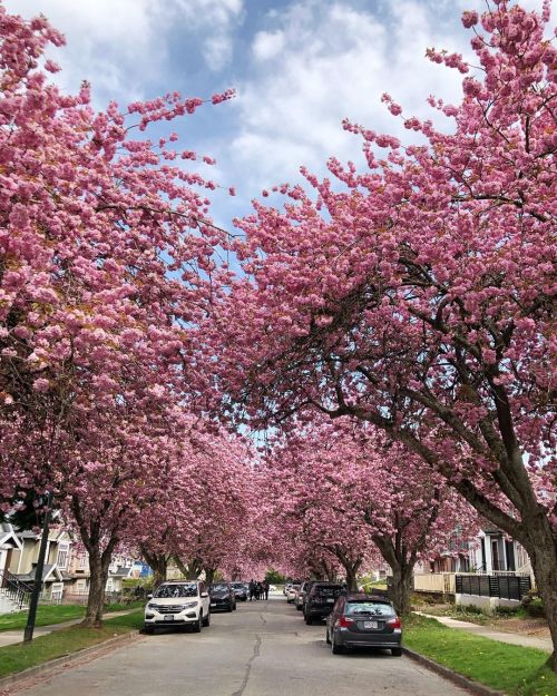 うちから車で5分くらいの住宅地の八重桜がザ・満開だった！ The dark pink cherry blossoms are in full bloom now! #桜 #八重桜 #バンクーバー #c