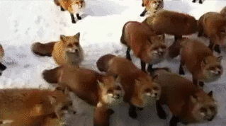 howtoskinatiger:  (Video source) 
