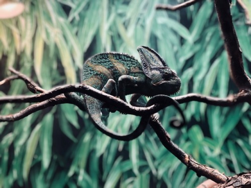 coldely: I took a really cool picture of a chameleon