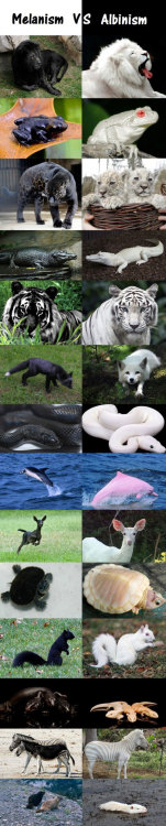 srsfunny:Melanism Vs. Albinism In The Animal Kingdom