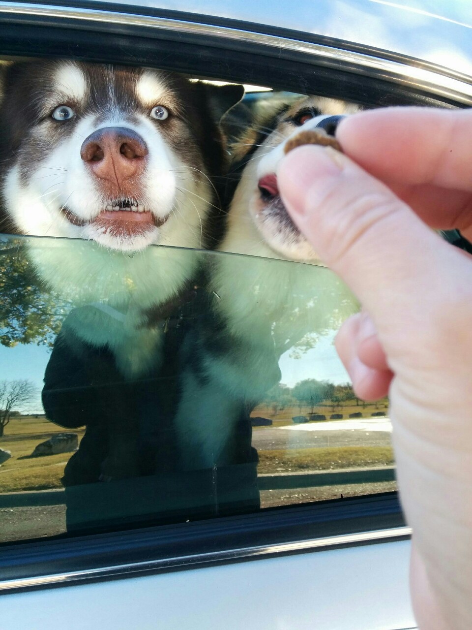 maxandmaeby:  goobies want treats
