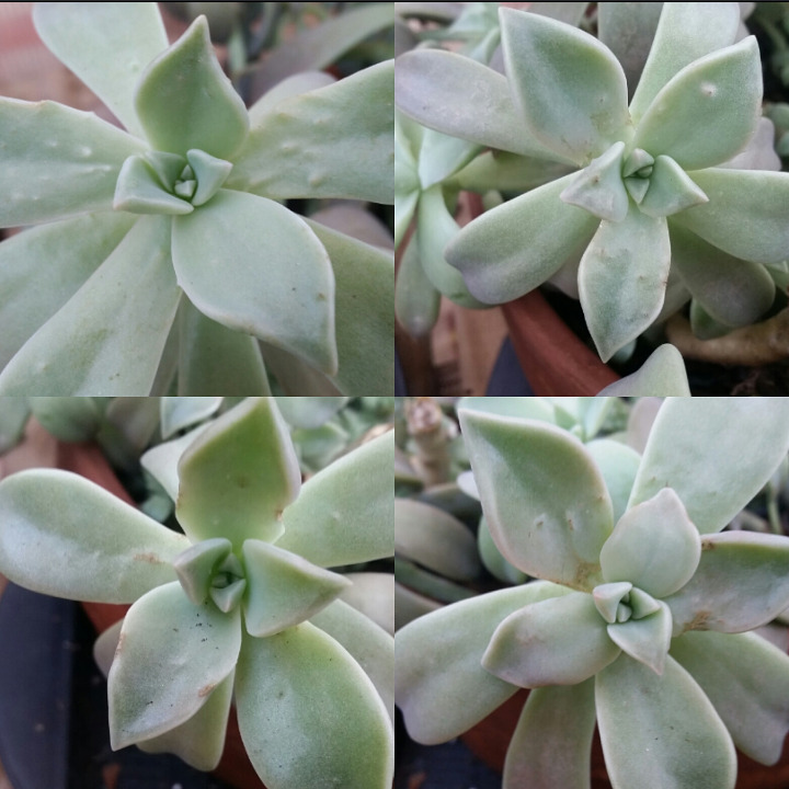 Jade leaf shriveling from the end, just normal reabsorbing? There's still  leaves lower on the plant that haven't had this : r/succulents