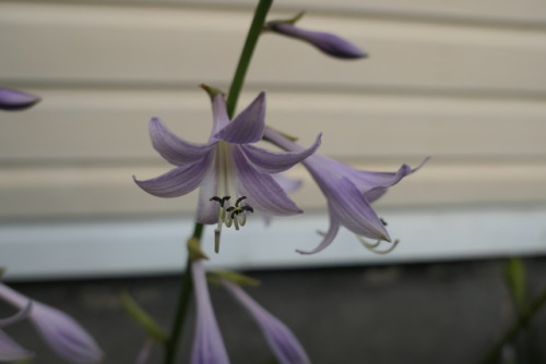 Hosta — plantain lily
