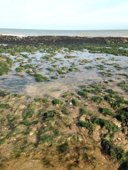 low tide // clear skies