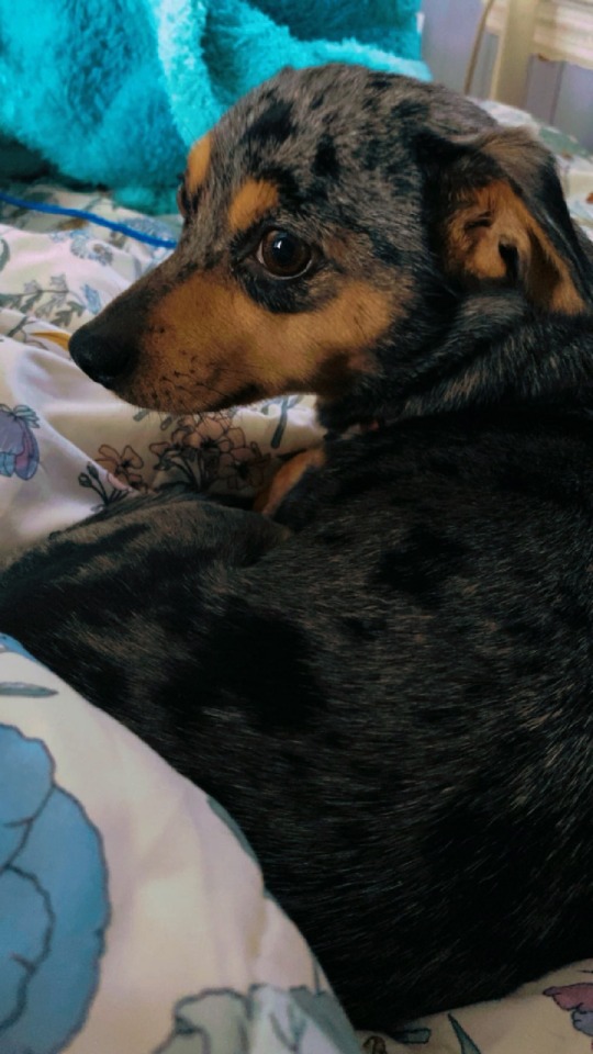 Firstly How Are Chihuahuas? They Get A Pretty Bad Rep In The Dog Lover Community So I Gotta Know If Its