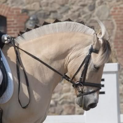 conformationallycompromised:  slideintomyheart:  justbetsycostumes:  You want to know what the best thing was about Frozen? The fjord horses. Yes, you actually can shave their manes into different 2-tone patterns.  Holy crap that’s so cool!  That’s