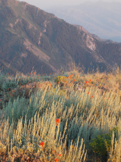 geographilic:Sagebrush and Indian paintbrush, Wellsville Mountain Wilderness, Utah