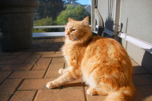 pabuthefirecat:Pabu: The sky fire is too bright!