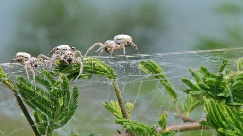 invertebrates: onenicebugperday:African social spiders, Stegodyphus dumicola, Eresidae (velvet 