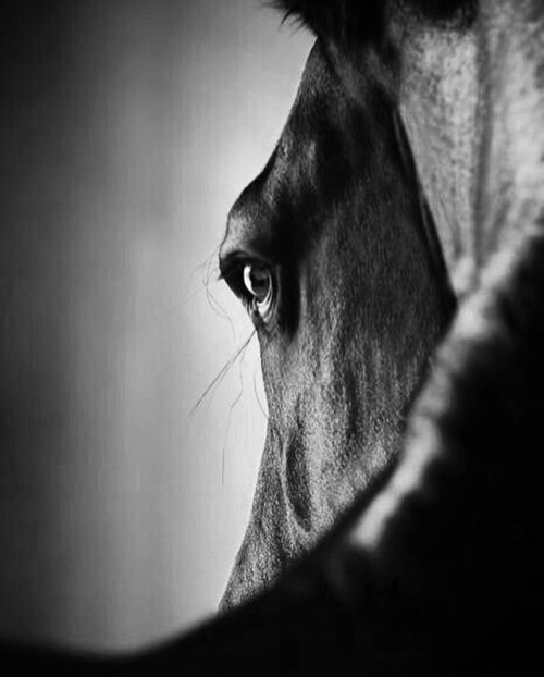 #arzuyangır #blackandwhitelove #izmirlife #ksk #artphotographycollection #horse #nobles  (Karşıyaka 