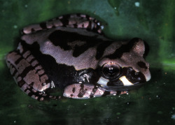 markscherz:  A juvenile Boophis madagascariensis.