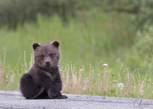 redwingjohnny:  (via 500px / Canadian Hitch-hiker by Chris Greenwood) 