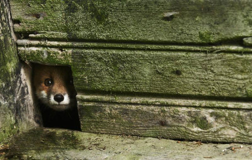 odditiesoflife:  Abandoned Cottages in the Woods Overtaken by Animals In a series titled Once Upon a Home, photographer Kai Fagerström captured the new residents of abandoned cottages in the woods. After residents had passed away or relocated, a group