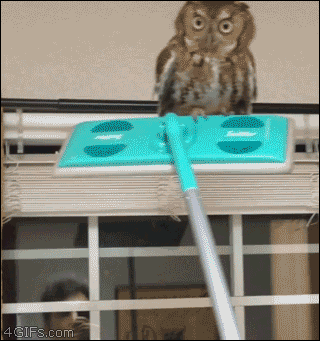 itsthedrewster:  4gifs:  How to remove owls. [video]  The great swiffer compromise