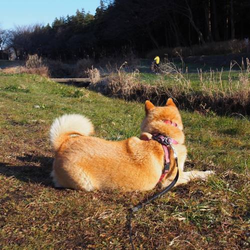 shibainu-komugi:ここでちょっとひと休みしましょう#ひと休み #日向ぼっこ #shiba #dog #komugi #柴犬 #shibainu