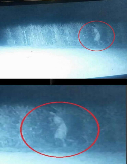 What is this ghostly figure captured on a trail cam near Holy Hill?