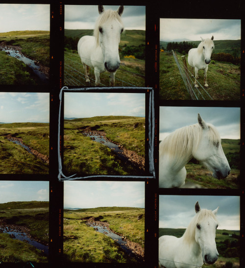 A horse, on Skye. June 2018. By Valerie Chiang.