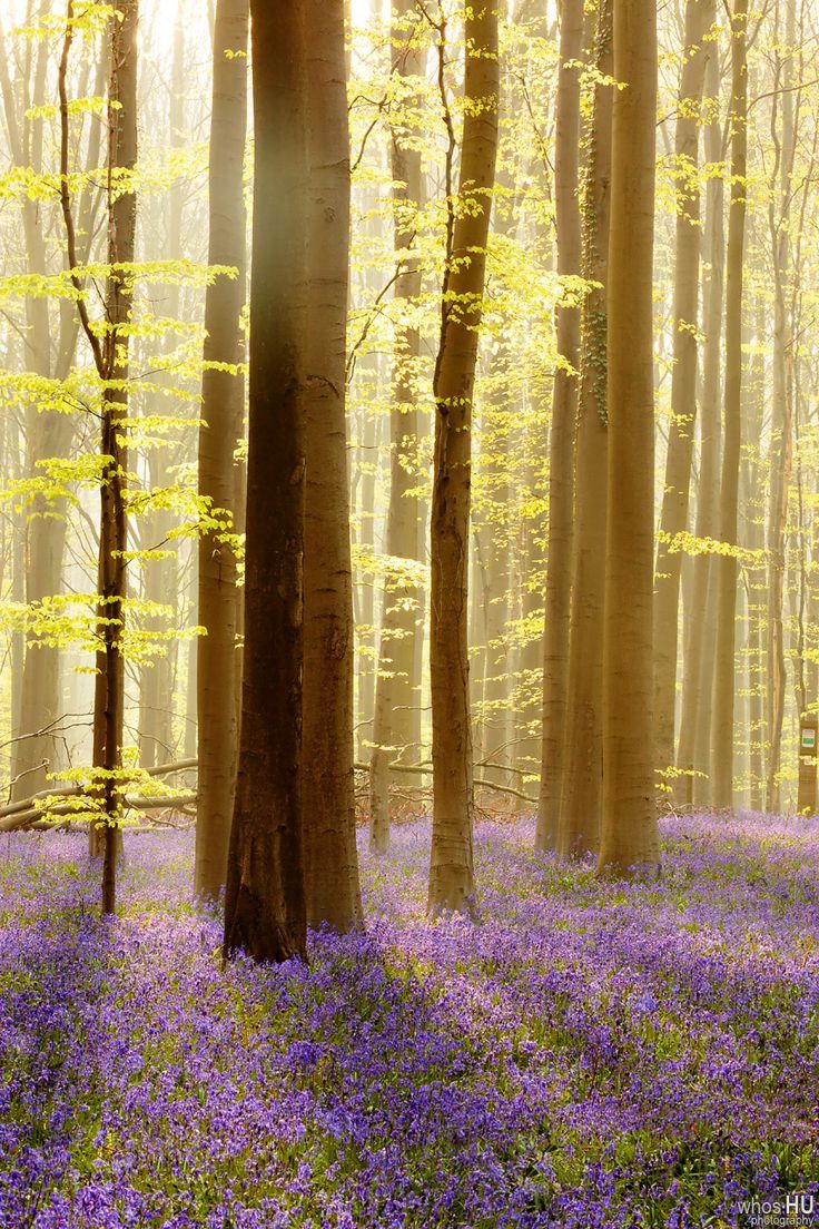 lifeisverybeautiful:Ｍist over blue by Chung Hu