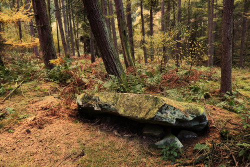 Wood and Stone, Autumn 2, Ilton, near Masham, North Yorkshire, 15.10.17