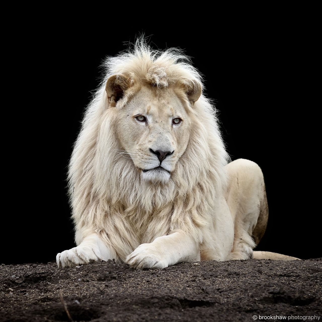 brookshawphotography:  A stunning white lion named Themba at WHF Big Cat Sanctuary.He