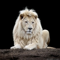 brookshawphotography:  A stunning white lion