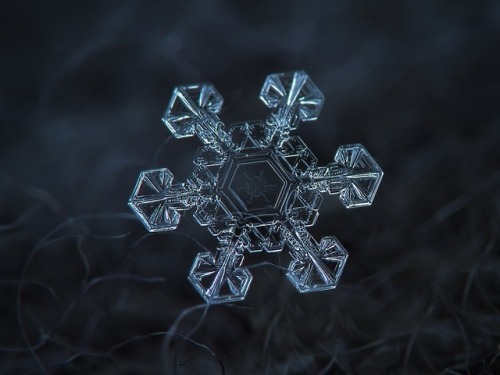 latimes:  pbsdigitalstudios:  It’s that time of year again! Check out these incredible images of snowflakes under a microscope by Alexey Kljatov.  A happy Friday to our follows - each of them a unique snowflake! 