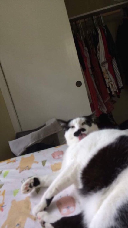 fuckyeahfelines: Here are some photos of my child, Winnie. She is a mustache kitty (submitted by noo