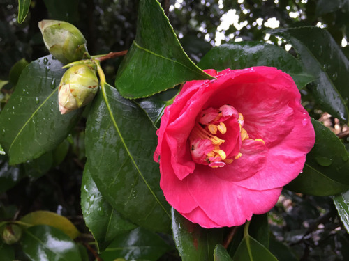 portland rose garden