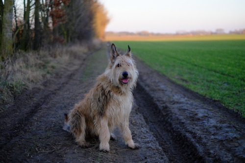 handsomedogs:    charlotteficelle | Ficelle Berger Picard   