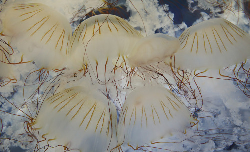 montereybayaquarium:  Just placed on exhibit! For the first time anywhere, we have South American sea nettles on display. We grew them behind the scenes from tiny ephyrae (babies), received from a research lab in Argentina. They’re now about eight inches!