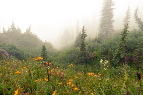 secretlifeofsiani: The Colorado Trail Flowers through the Mist 19 July 2015