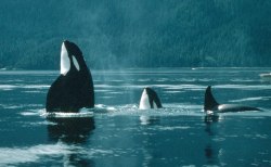 freedomforwhales:  “I think the most amazing fact I learned was that they have a part of the brain that we don’t have—a part that we can’t even identify. This suggests that they sense, understand, and even feel more than we do. It still blows