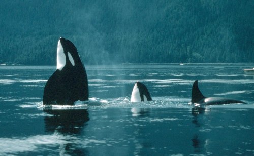 freedomforwhales:“I think the most amazing fact I learned was that they have a part of the bra
