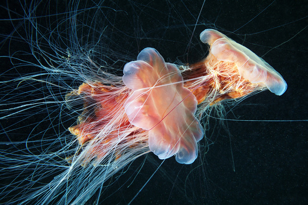 cerceos:  Alexander Semenov  Jellyfish Madness, 2012 Flickr | Website 