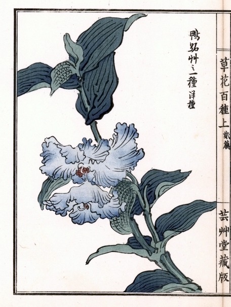 japanese-plants:Asiatic Dayflower by Bairei Kono (1844-1895), included in Soka Hyakushu (One Hundred