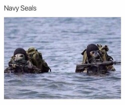 oknope:  Navy seals