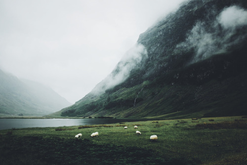 tulipnight:Grazing by Daniel CassonArnor