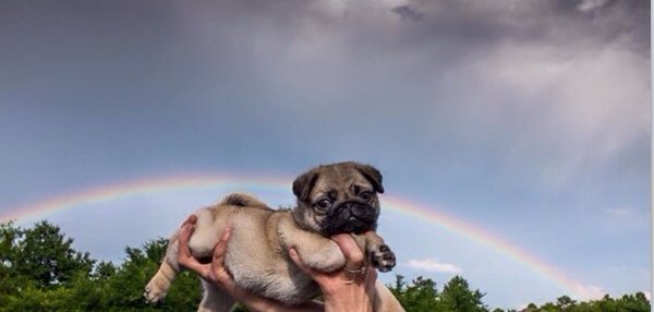 pugs:  pugs 