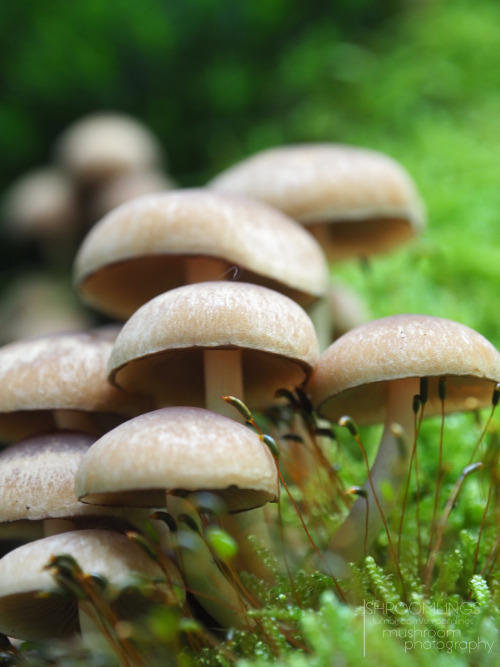 shroomlings:  Time to show you another beautiful mushroom castle…