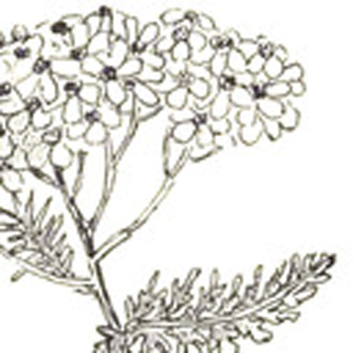 achillea millefolium