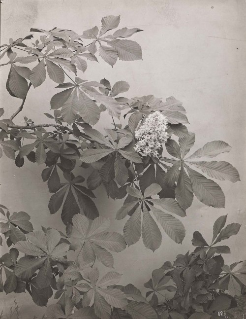 madameretro:Horse chestnut treePhotographer: Achille Quinet (french, 1831-1900)Gelatin silver print1