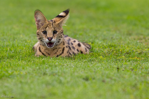 magicalnaturetour:Buddy! by CyclicalCore