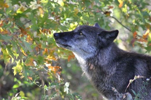 wolveswolves: 6 month old wolf at Wolf Park Indiana by Christi Sabin
