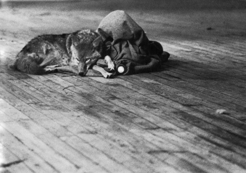weareaccident:  Joseph Beuys - I like America and America likes me (1974) 