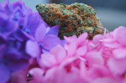 nickijuana:  Some flowers before they’re