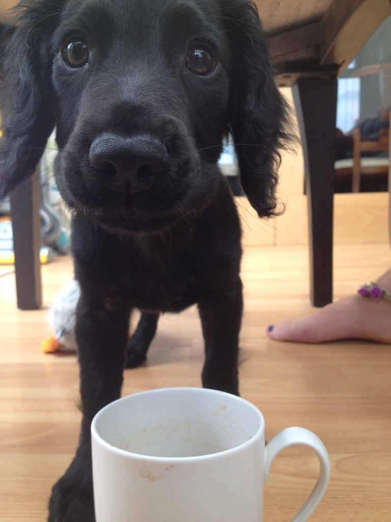cute-overload:  This is Rudy. He likes tea.http://cute-overload.tumblr.com  Not as