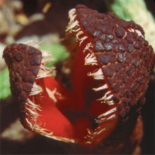 Hydnora Africana. A flower blooms.
It looks like a plant impregnated a snake to create a blind, ragged-tooth monster who bites lumps out of passing animals. Or Mario.